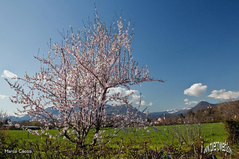 03_Ormai Š primavera.JPG - 03_Ormai è primavera